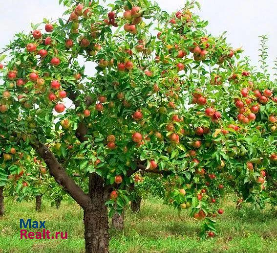 купить частный дом Алтайское село Алтайское