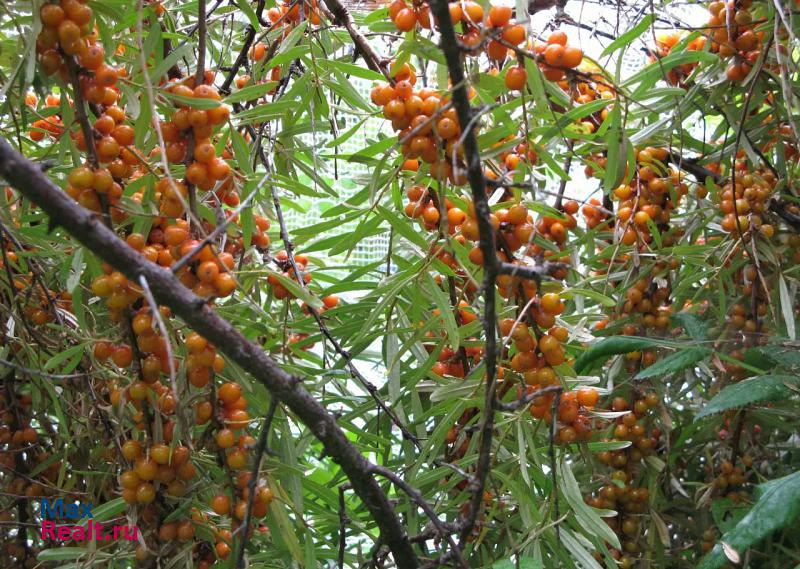 Новый Некоуз село Новый Некоуз, Комсомольская улица, 15 продажа частного дома